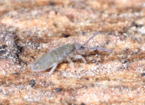 Réf. 325 434 : Entomobrya marginata